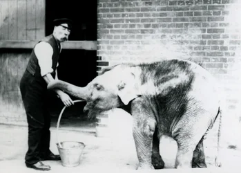 Gardien Charles Eyles nourrissant un bébé éléphant asiatique avec un tube, au zoo de Londres en 1913